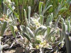 Centella tridentata litoralis