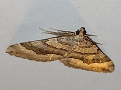 Scotopteryx coelinaria