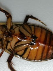 Dytiscus dimidiatus
