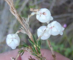Erica lambertii
