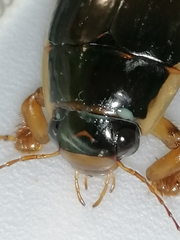 Dytiscus dimidiatus