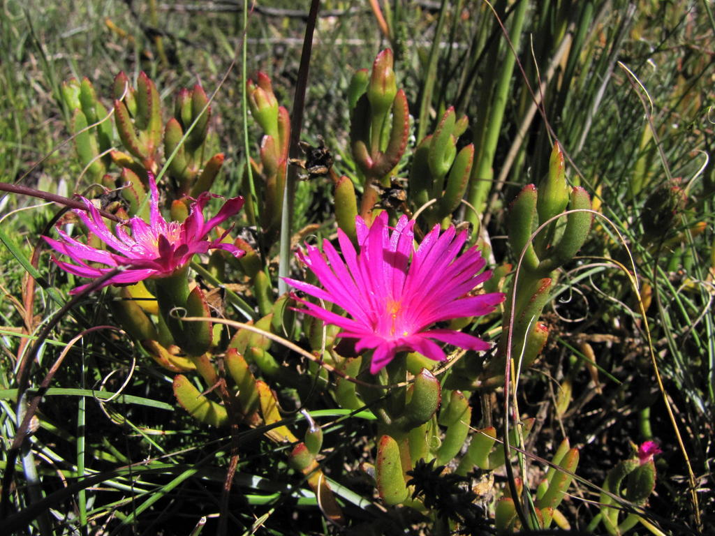 Delosperma virens
