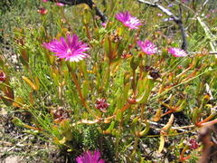 Delosperma virens