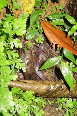 Clelia equatoriana