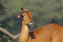 Puku photo 4
