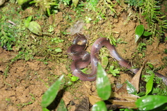 Clelia equatoriana