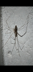 Pholcus phalangioides