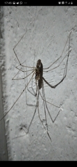 Pholcus phalangioides