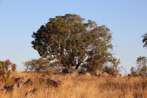 Red-leaved fig (Ficus ingens)
