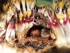 Plagiomimicus spumosum