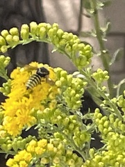 Bicyrtes capnopterus