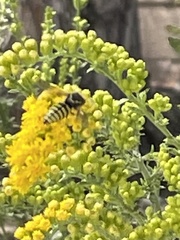 Bicyrtes capnopterus