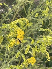 Bicyrtes capnopterus