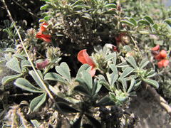 Indigofera sp12