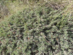 Indigofera sp12