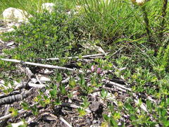 Indigofera sp11