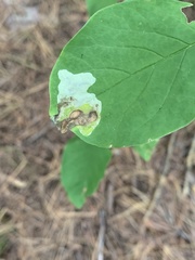 Leucanthiza dircella