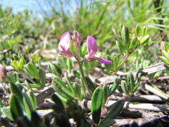 Indigofera sp11