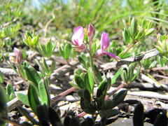 Indigofera sp11