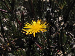 Lampranthus fergusoniae