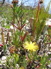 Lampranthus fergusoniae
