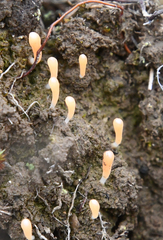 Multiclavula corynoides