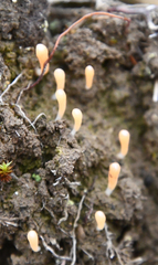 Multiclavula corynoides