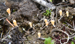 Multiclavula corynoides