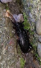 Nebria