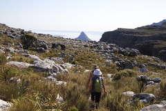 Pseudopentameris macrantha