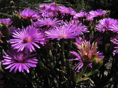 Lampranthus pauciflorus