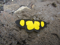 Cyllopoda jatropharia