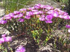 Lampranthus pauciflorus