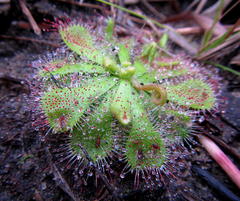Drosera natalensis