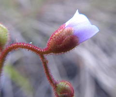 Drosera natalensis