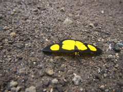 Cyllopoda jatropharia