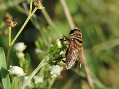 Palpada vinetorum