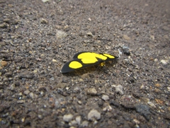 Cyllopoda jatropharia