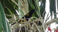 Icterus melanopsis