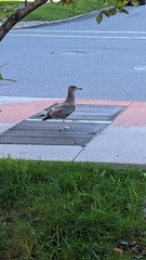Larus argentatus