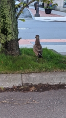 Larus argentatus