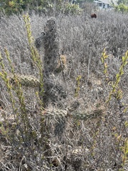 Cylindropuntia prolifera