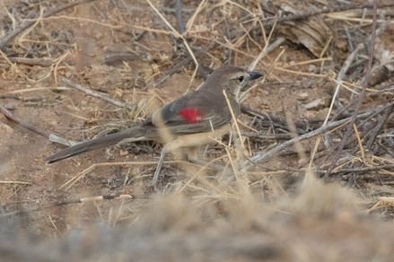 Rosy-patched Bushshrike (Rhodophoneus cruentus), photo 7