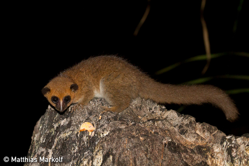 Groves's Dwarf Lemur (Cheirogaleus grovesi) — Data Deficient Mammalia
