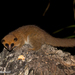 Groves's Dwarf Lemur - Photo (c) 
Matthias Markolf, some rights reserved (CC BY)