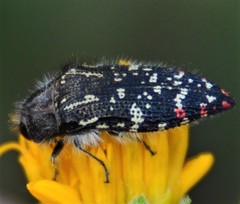 Acmaeodera mudgei