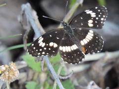 Chlosyne lacinia crocale