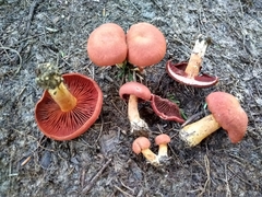 Cortinarius harrisonii