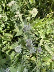 Pycnanthemum californicum