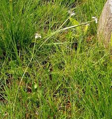 Moraea pubiflora image